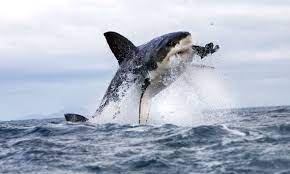 sharkattack