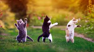 According to one study, cats know their owners’ names