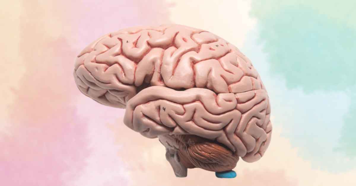 human brain model