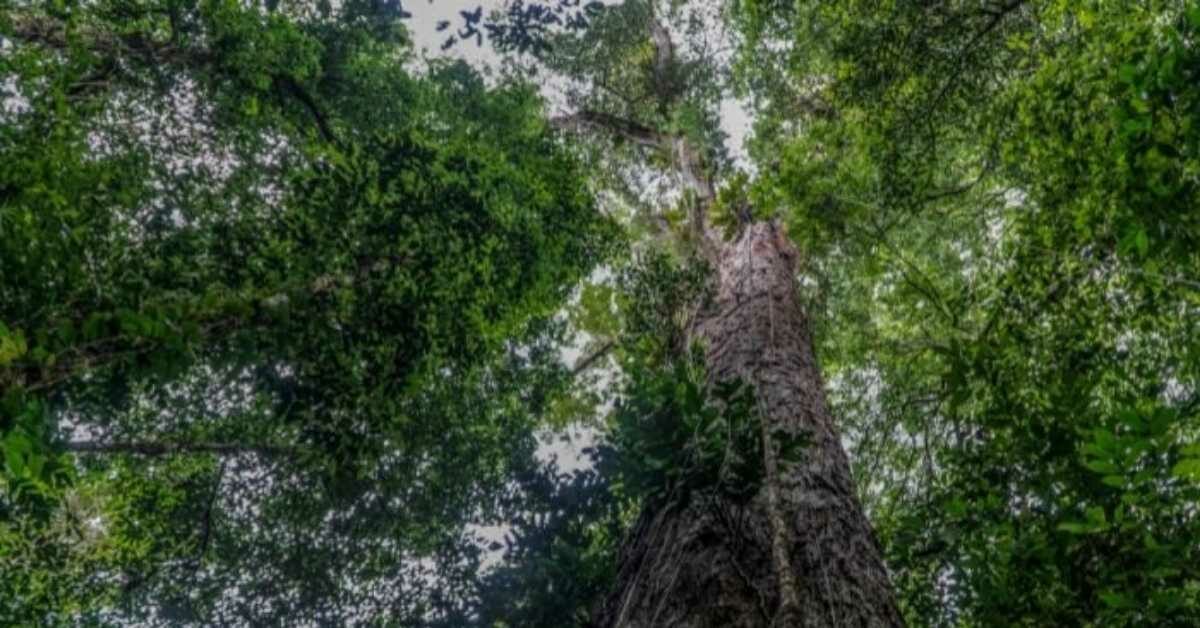 On September 17, 2022, this handout image released by NGO Imazon depicts an Angelim Vermelho tree (Dinizia Excelsa Ducke), the highest tree found in the Amazon rainforest with a height of 88.5 metres and a circumference of 9.9 metres, located in the region of Jari River, at the border of Amapa and Para states, north of Brazil. — AFP