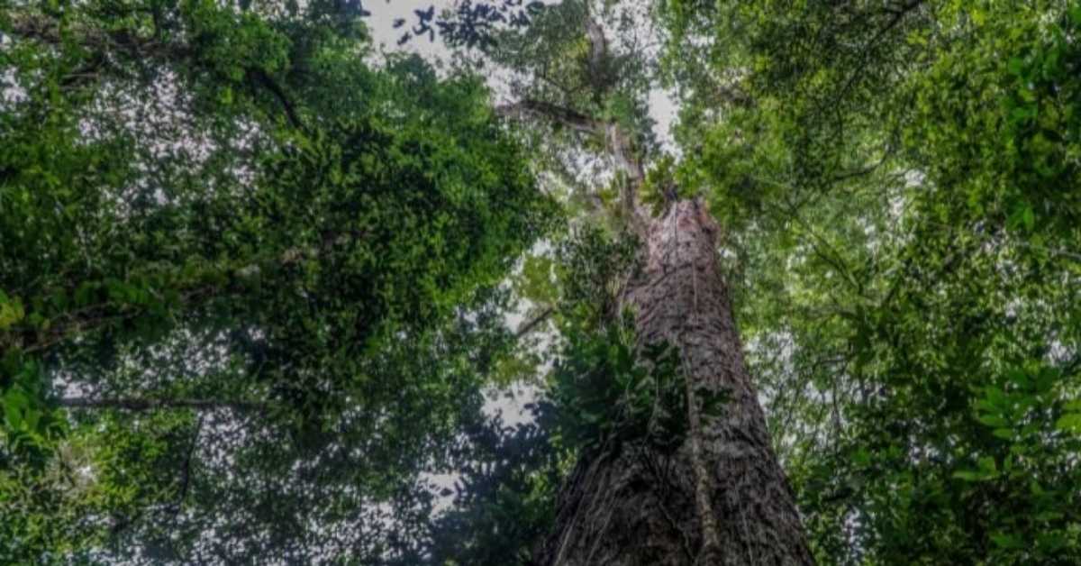 On September 17, 2022, this handout image released by NGO Imazon depicts an Angelim Vermelho tree (Dinizia Excelsa Ducke), the highest tree found in the Amazon rainforest with a height of 88.5 metres and a circumference of 9.9 metres, located in the region of Jari River, at the border of Amapa and Para states, north of Brazil. — AFP